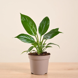 Peace Lily Plant