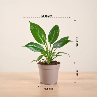 Peace Lily Plant - Image 2