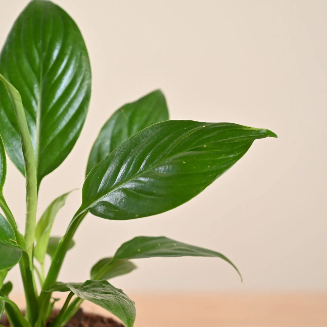 Peace Lily Plant - Image 3