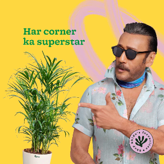 Areca Palm Plant XL - Image 2