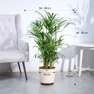 Areca Palm Plant XL - Image 3