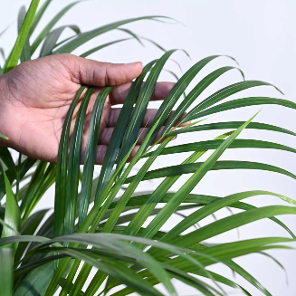 Areca Palm Plant XL - Image 4