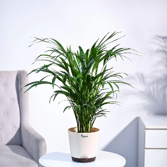 Areca Palm Plant XL - Image 5